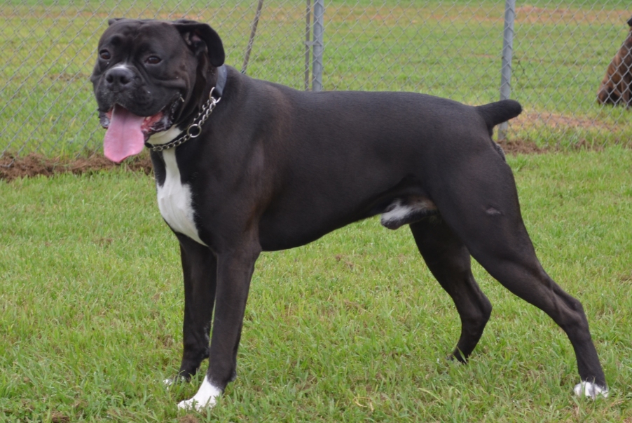 AKC Black Boxer Champion Boxer Puppy For Sale In Texas Boxer Breeder